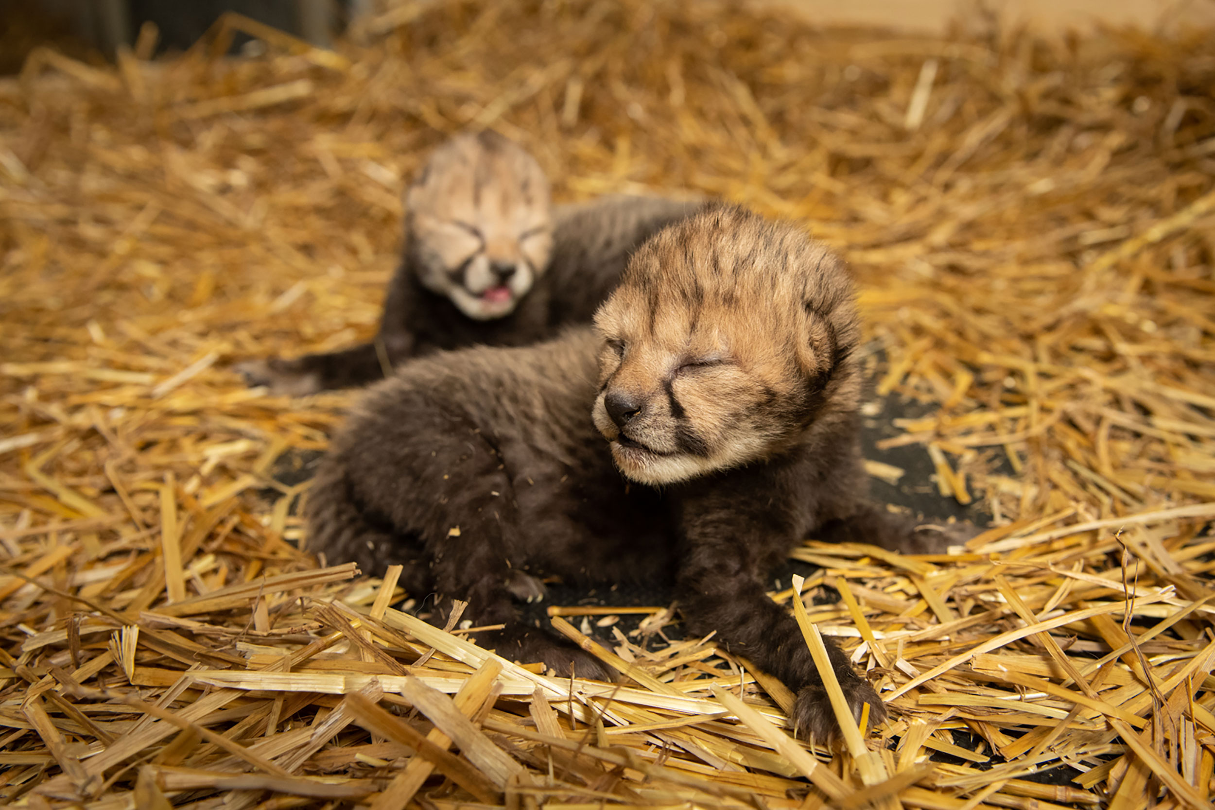 Two Cheetah Cubs Were Born For The First Time By IVF. The Breakthrough ...