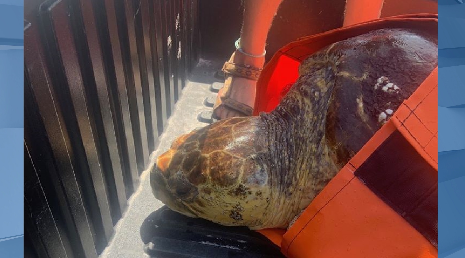 Boat strikes cause deaths of 2 sea turtles off Sanibel Island
