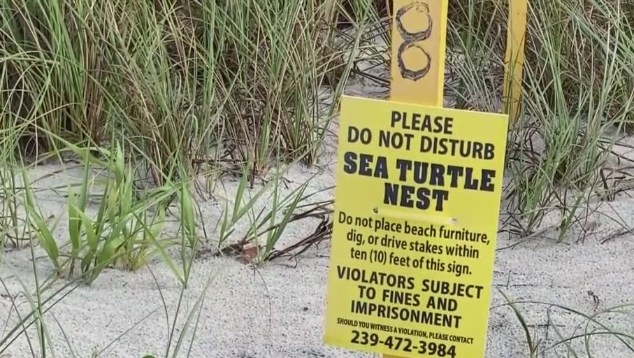 Sea turtle nesting season going strong on Sanibel-Captiva