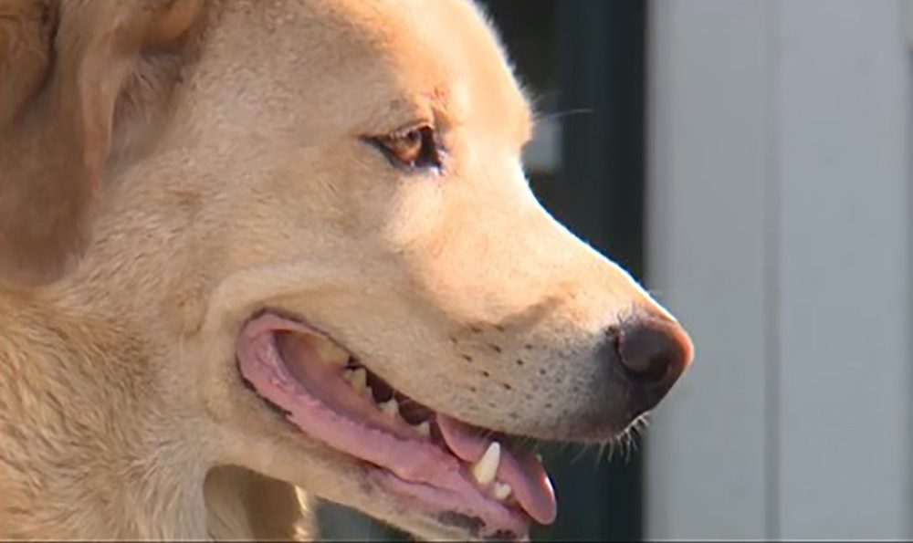 Kansas Dog Makes 57-mile Trek To Her Old Home In Missouri