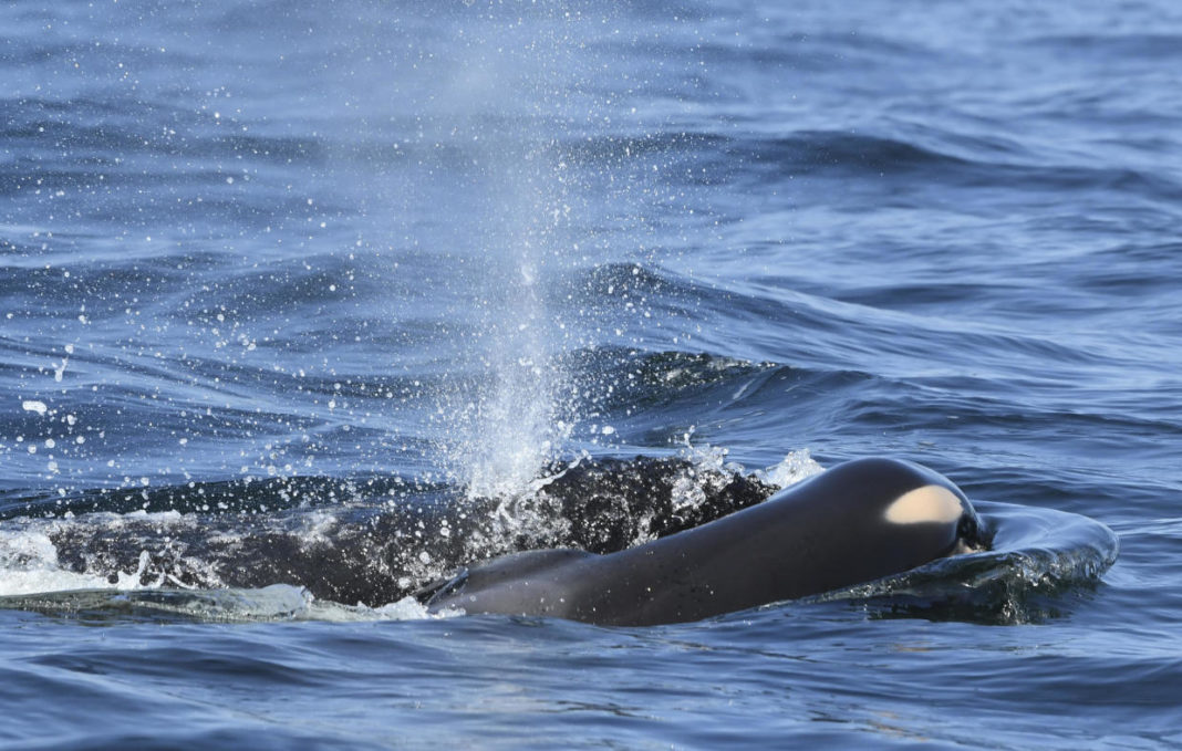 Orca Who Carried Her Dead Calf For More Than 1,000 Miles Is Pregnant