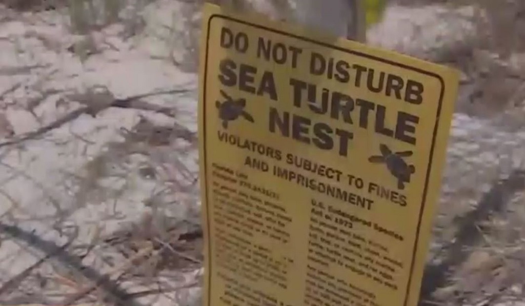 3 construction workers face charges for disturbing sea turtle nest on ...