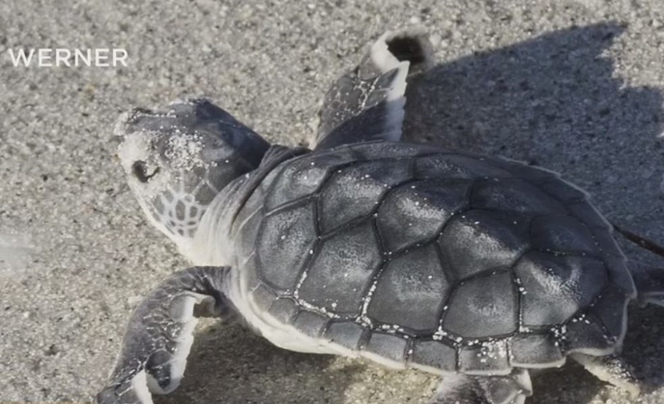 Light pollution impacts sea turtles' ability to make it to the water - Wink News