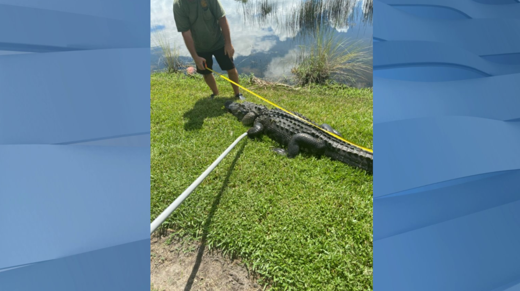 Woman hospitalized after alligator bite in North Fort Myers