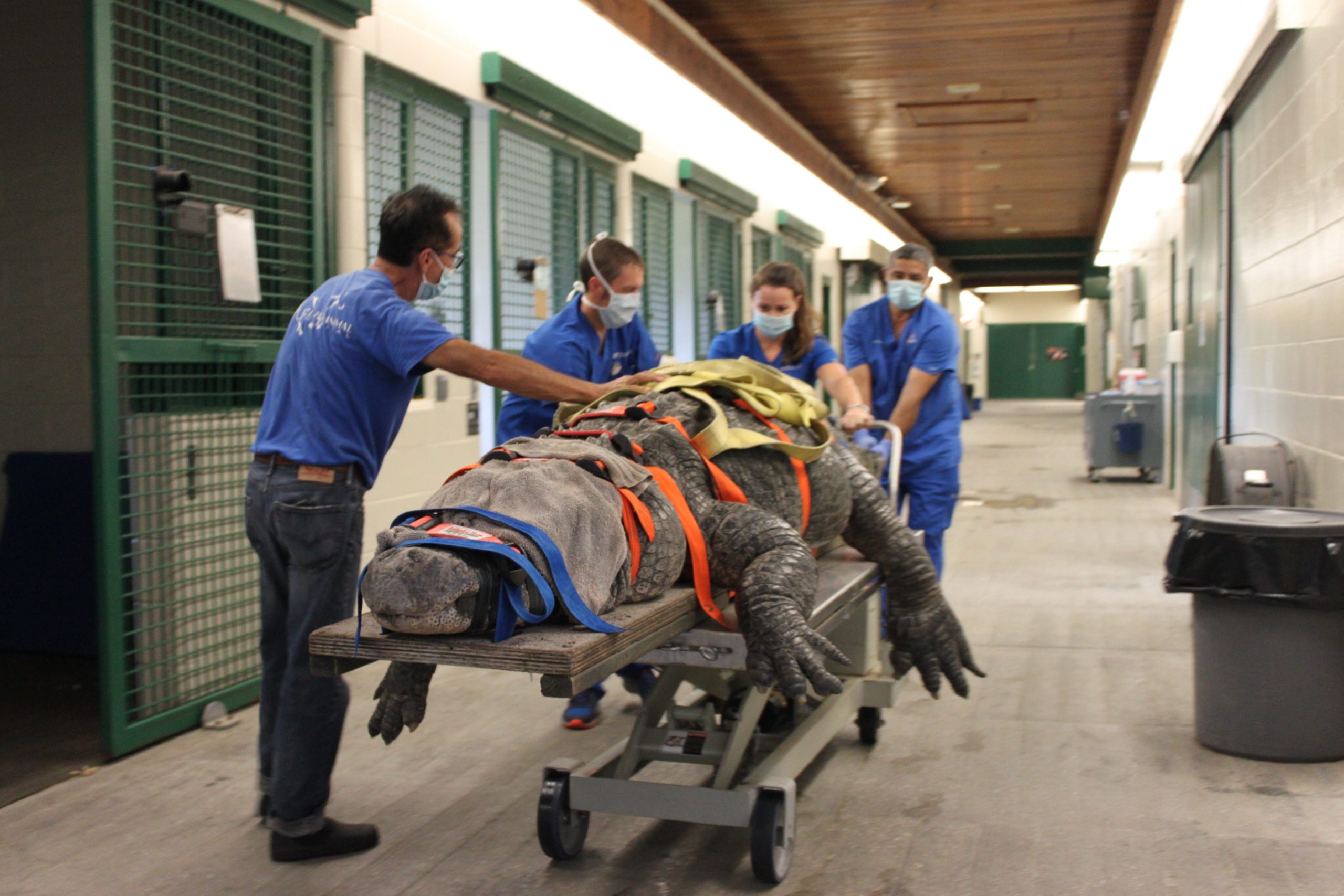 Gators helping gators: 660-pound alligator being treated at UF College of Veterinary  Medicine