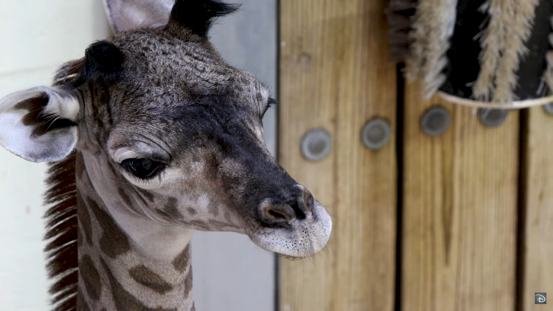 Special Delivery! Disney's Animal Kingdom welcomes new baby giraffe