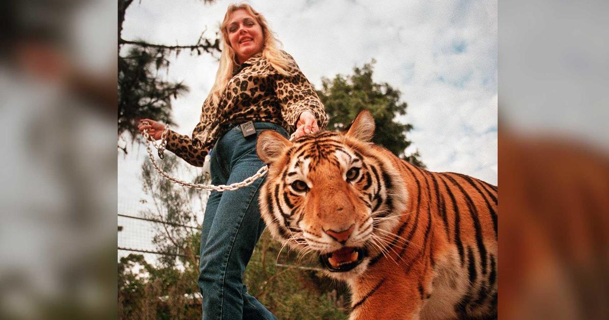 Volunteer bitten by tiger at Carole Baskin's Big Cat Rescue