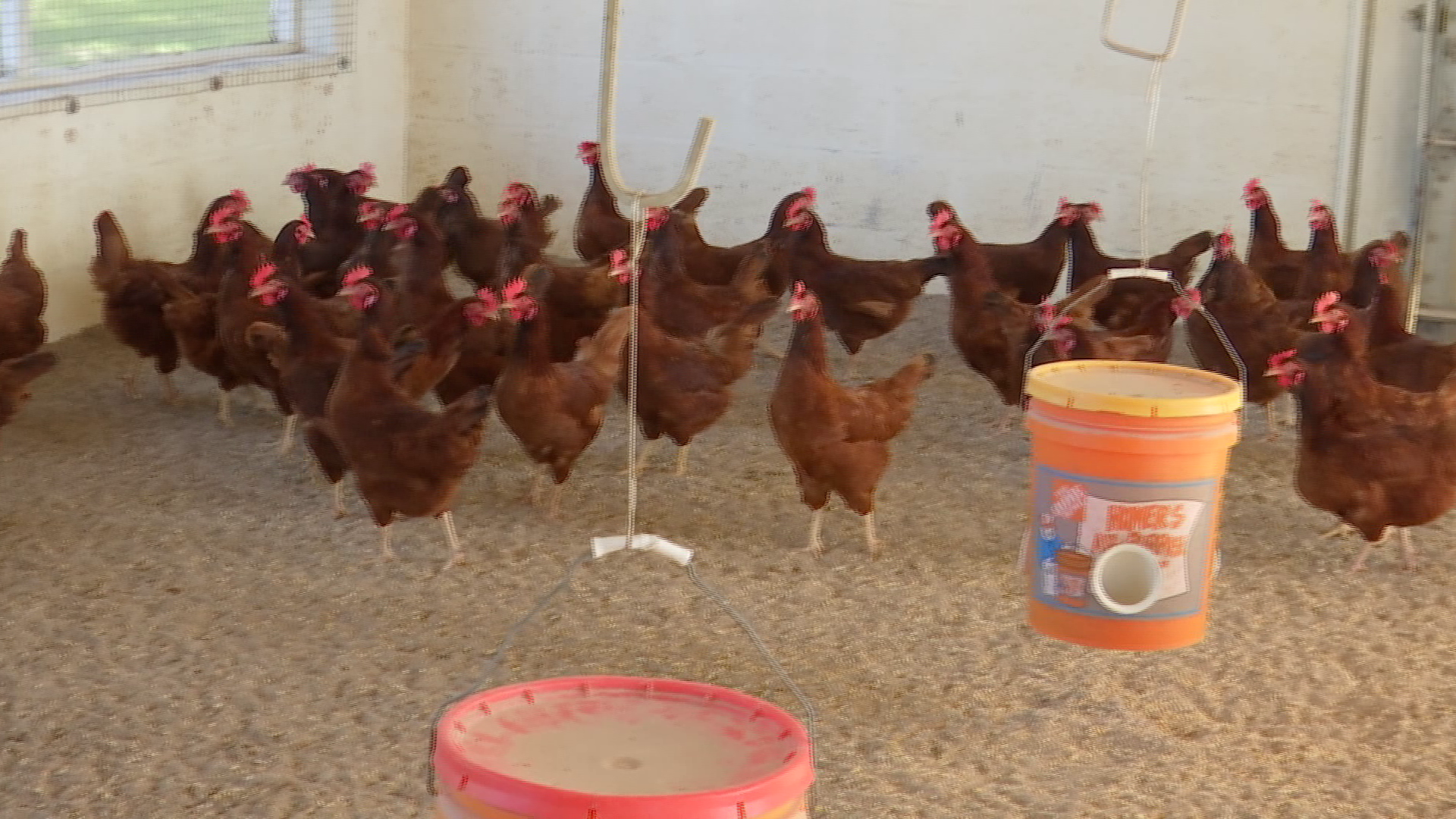 Lee County chickens play crucial role in regulating mosquito-borne diseases