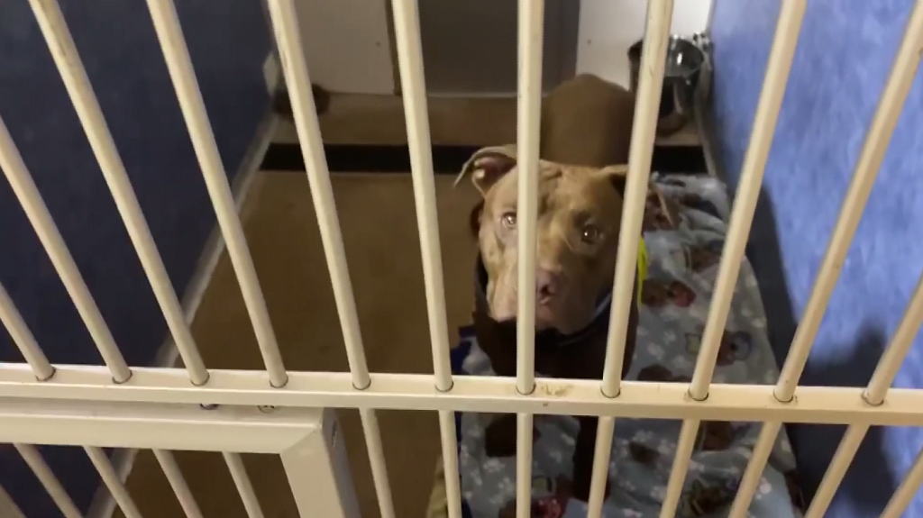 Shelter pets arrive from Louisiana in the aftermath of Hurricane Ida