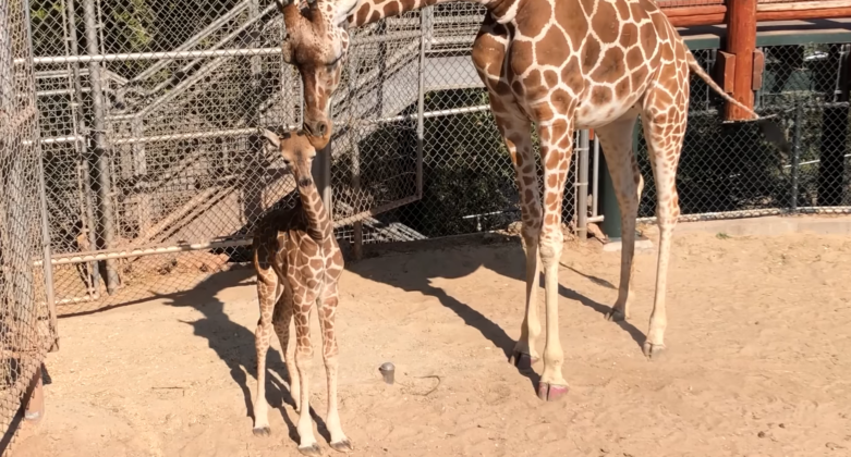 Zookeepers say baby giraffe has ‘brave and goofy’ personality