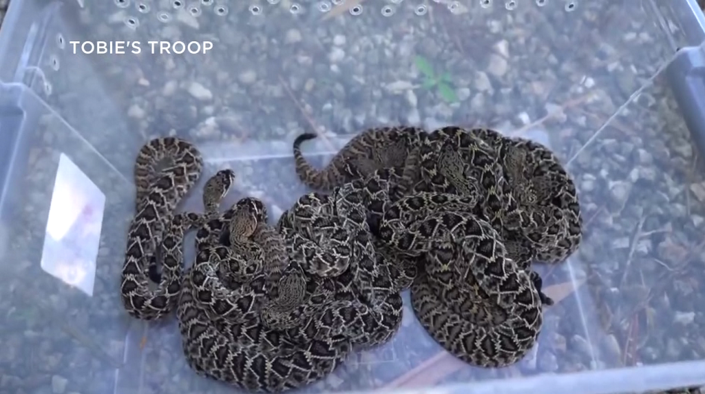 Snake handlers help remove rattlesnakes near homes in Golden Gate Estates