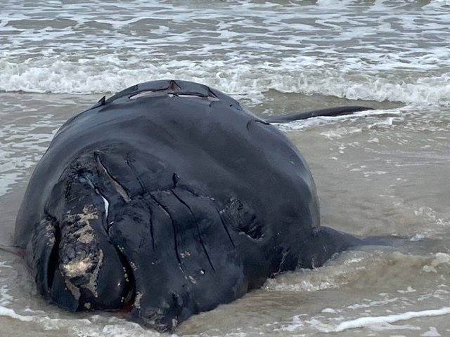 endangered whale killed