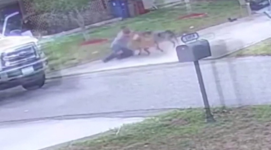 Man is attacked by two dogs; owner worried they will be put down