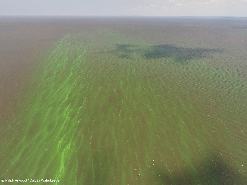 Environmental groups ask DeSantis to declare state of emergency over Lake O algal blooms - Wink News