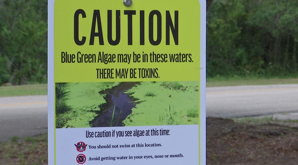 Blue-green algae concerns mount on Caloosahatchee amid rainy season