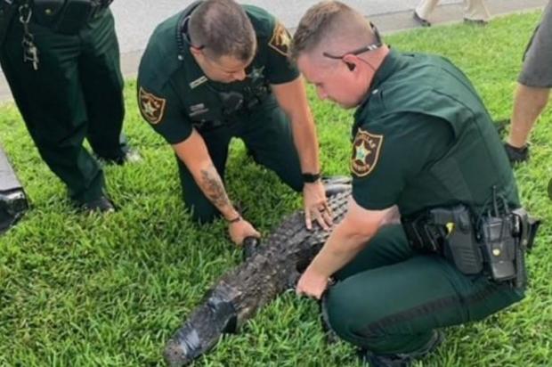 Large alligator attacks woman shielding her dog at lake in Florida
