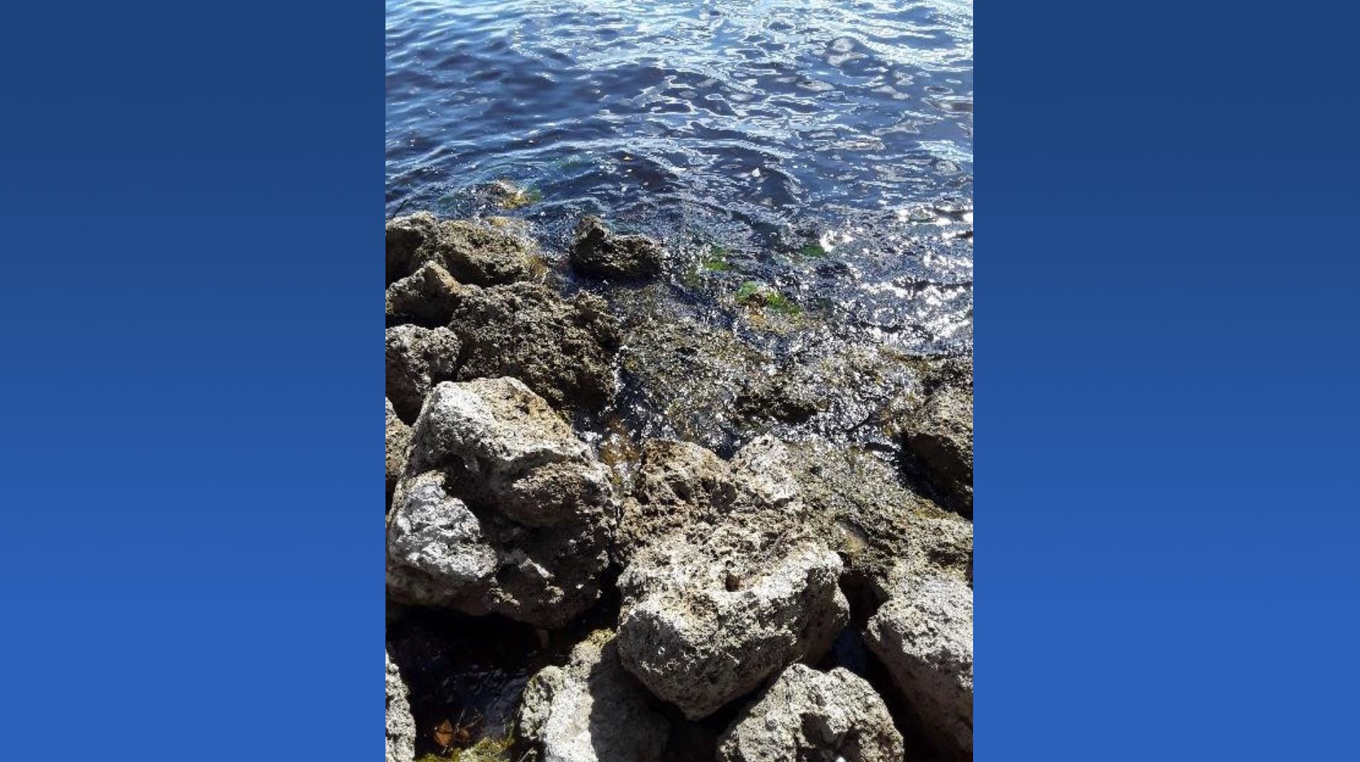 DOH issues health alert for blue-green algae at Jaycee Park in Cape Coral - Wink News