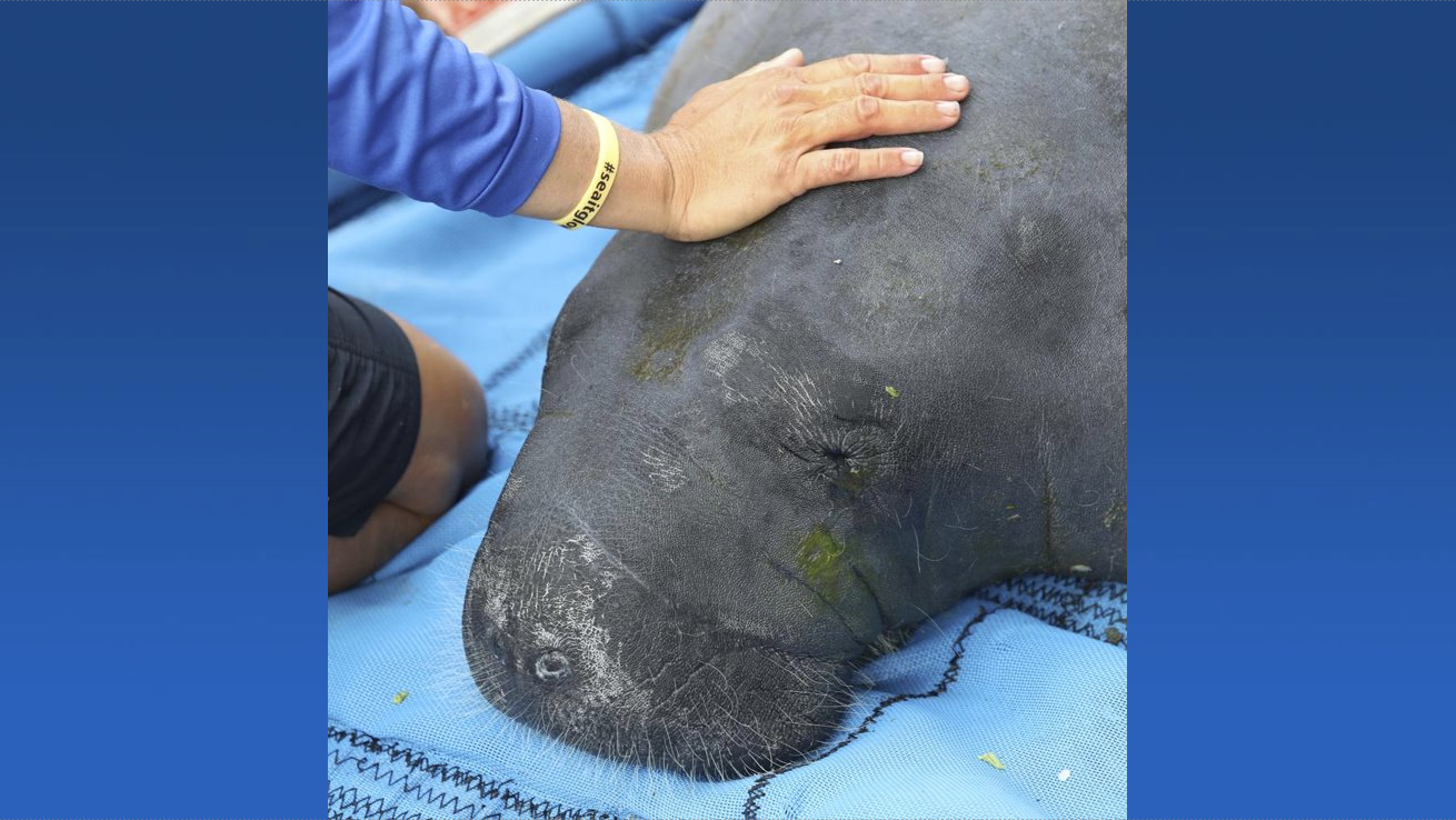 Missy Blue Porn - Rehabbed mama manatee and her calf set free in St. Johns River