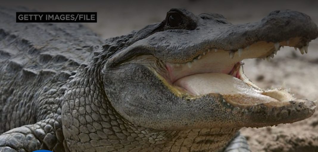 Man tries to throw live gator onto building’s roof