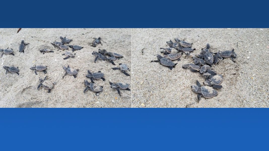 Tiny sea turtles are hatching on Florida beaches, keep them safe