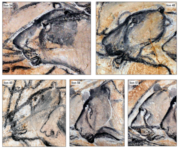 Selected paintings of adult cave lions from Chauvet cave