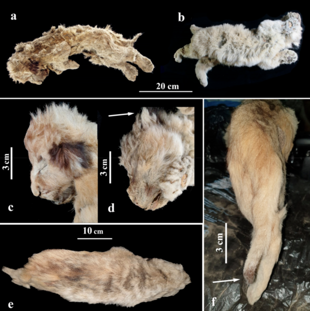 The frozen mummies of the cave lion cubs.