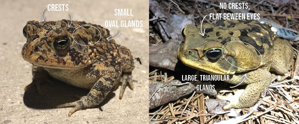 are southern toads poisonous to dogs