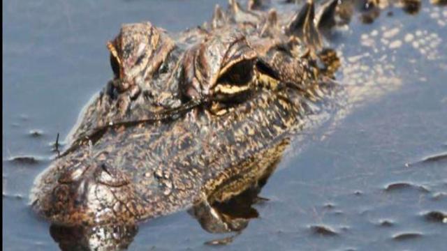Alabama city issues warning as alligators 'set up shop' in populated areas