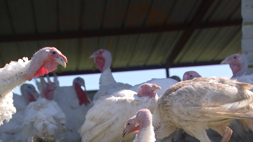 turkeys at Circle C farms