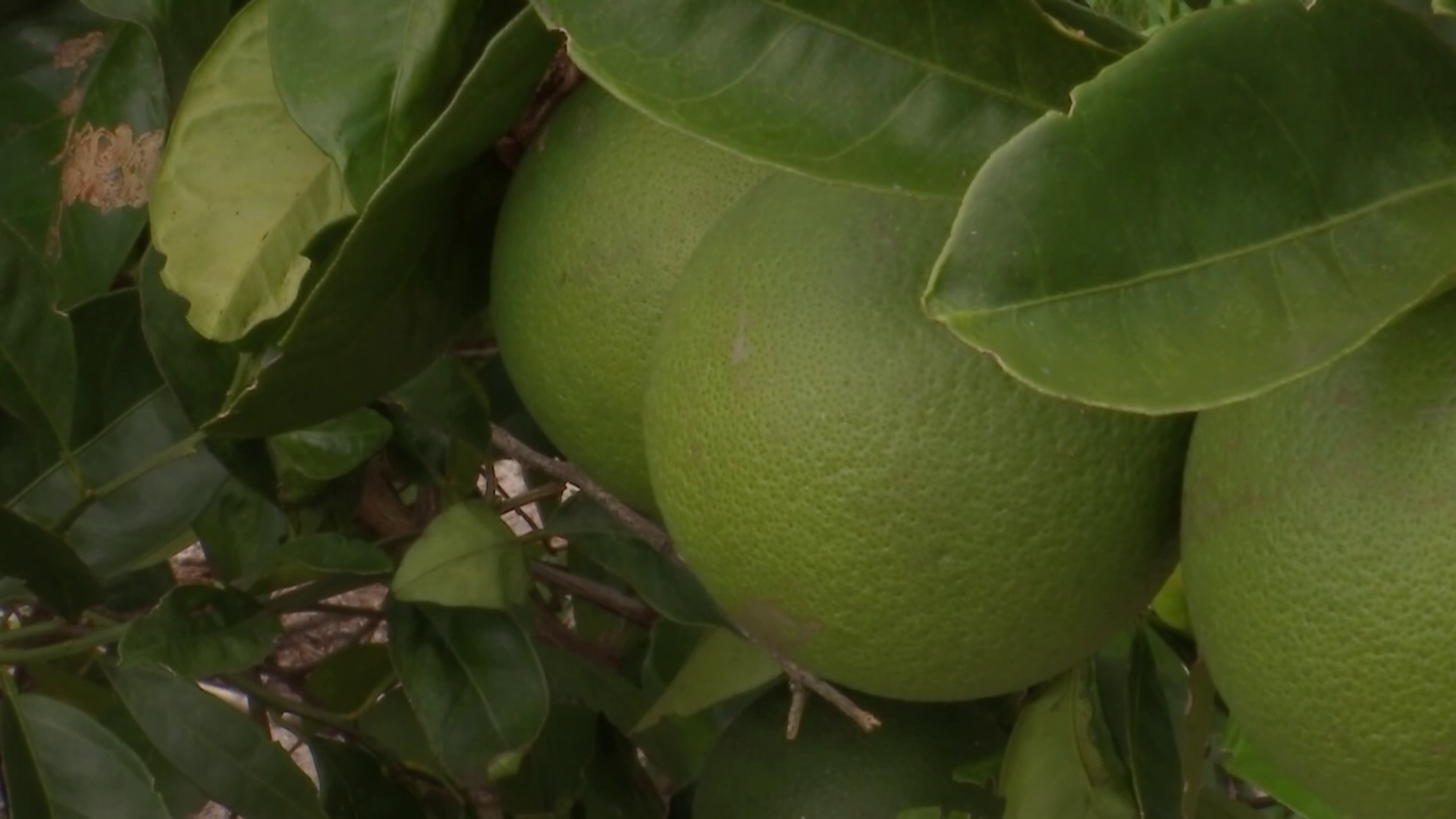 Uf Researchers Receive Federal Funding To Fight Citrus Greening