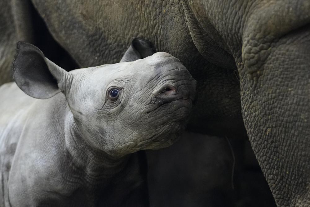 Kyjev je jméno pro ohroženého nosorožce narozeného v české zoo