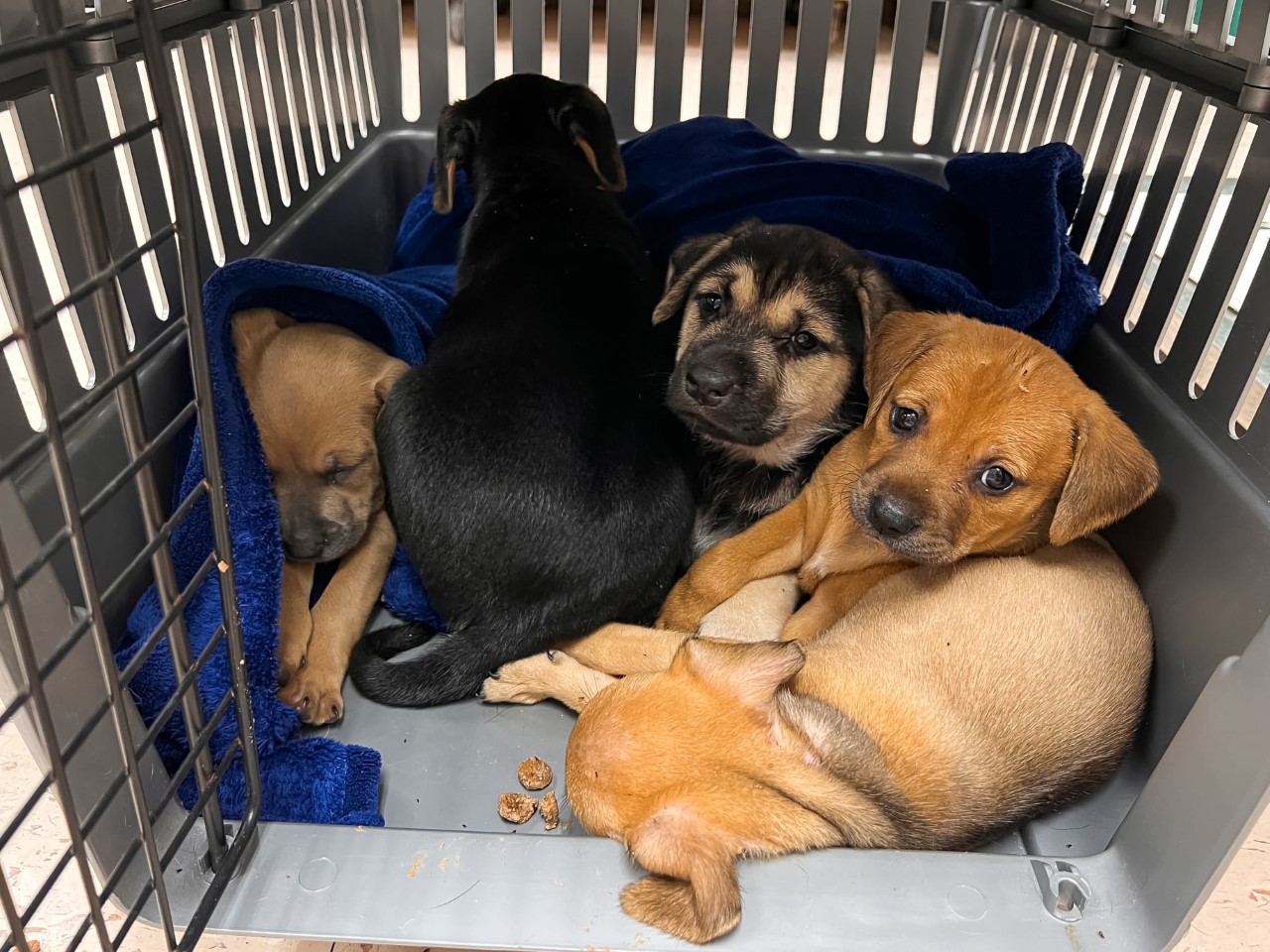 Puppies rescued from culvert in Immokalee
