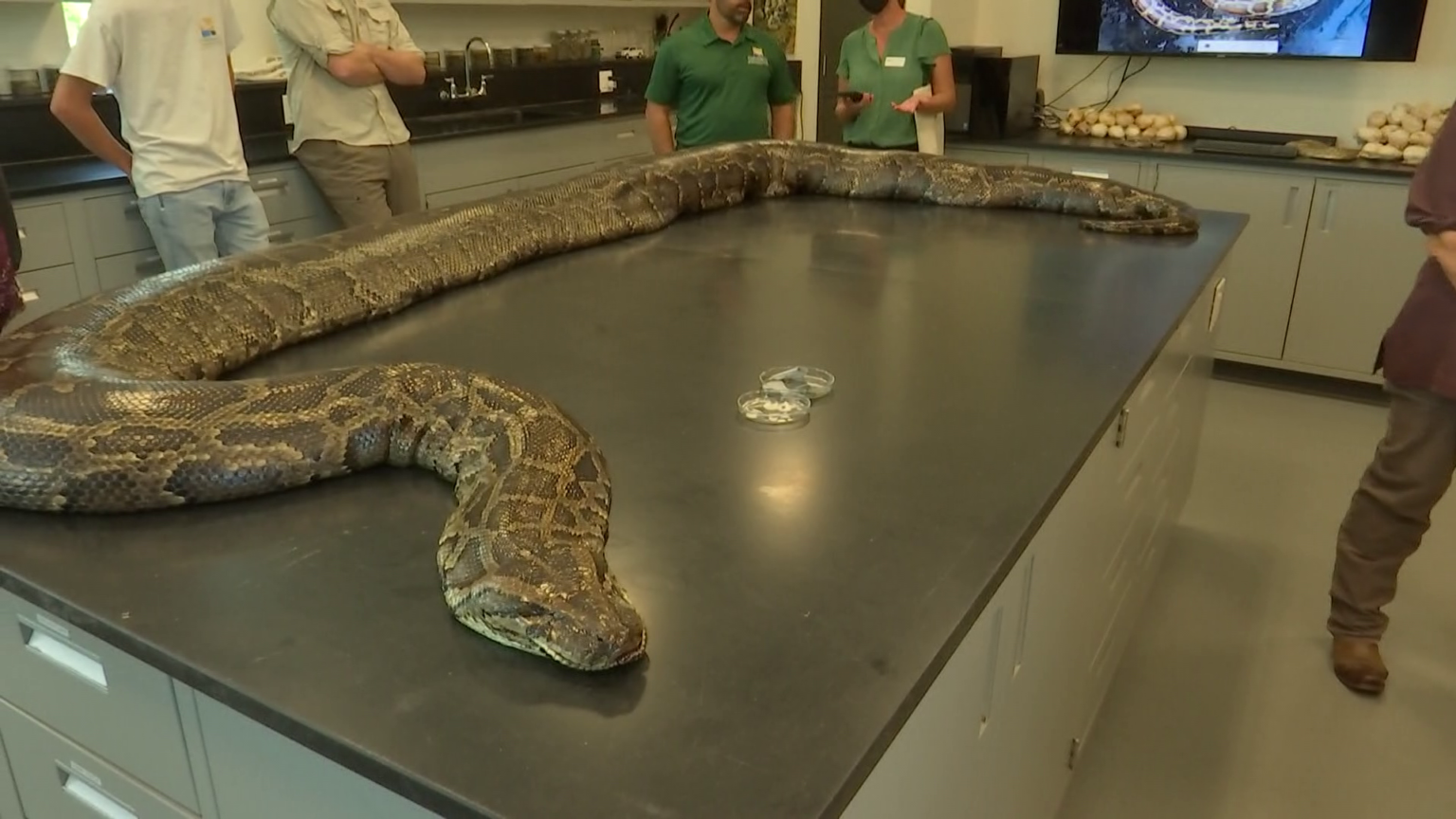 Record-breaking Burmese python found in Collier County - WINK News