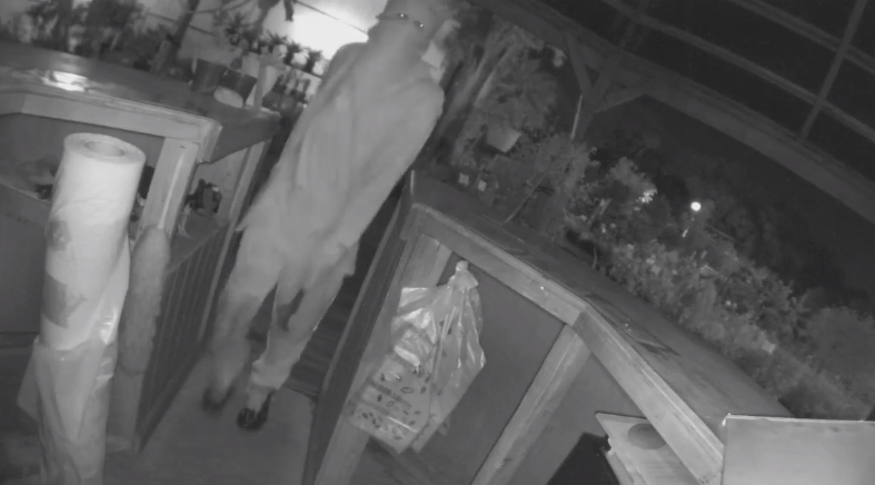 Suspect Caught On Video Burglarizing North Fort Myers Business