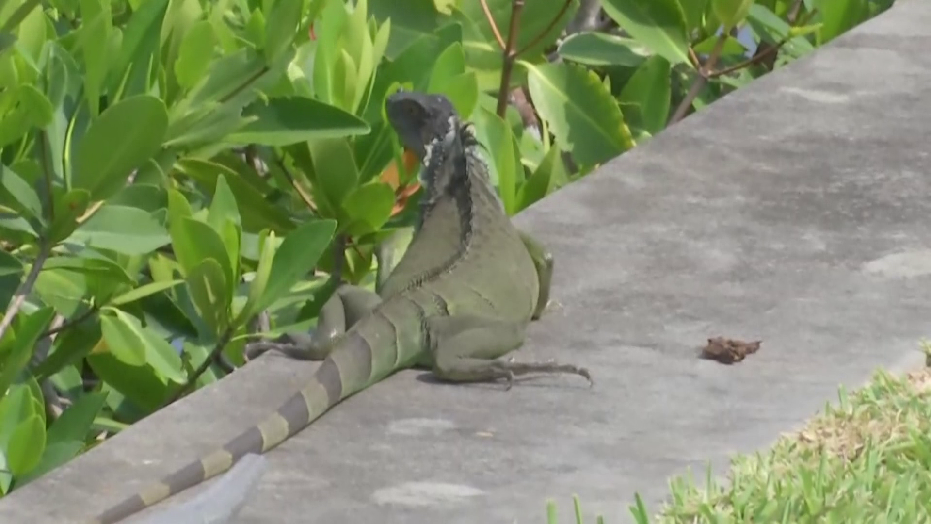 How Southwest Florida residents deal with invasive iguanas