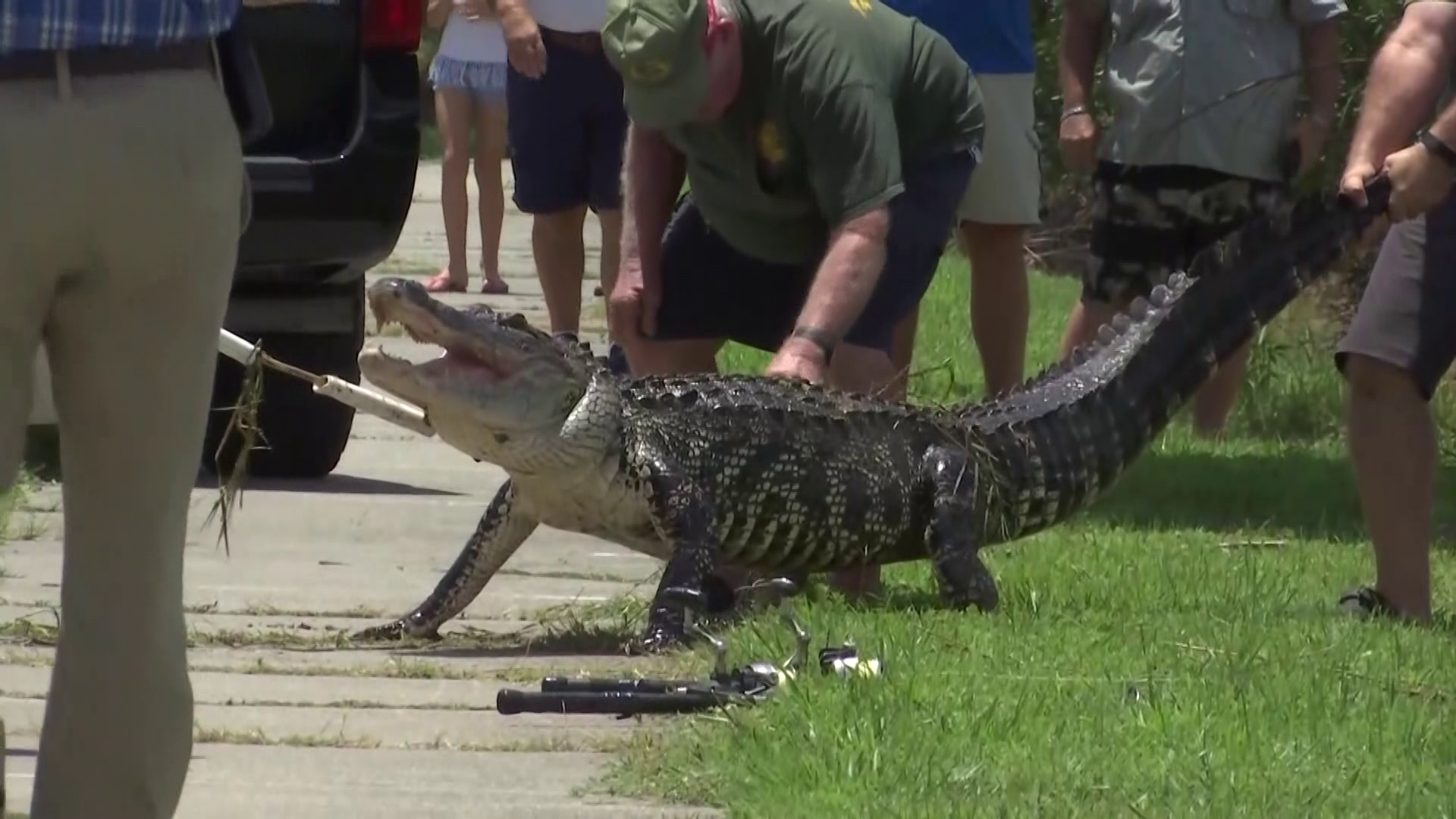 Statewide alligator hunting season begins Monday