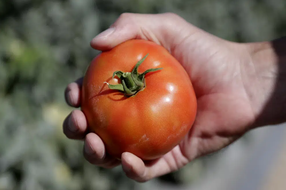 Florida crops appear to escape damage from unusual cold - TrendRadars