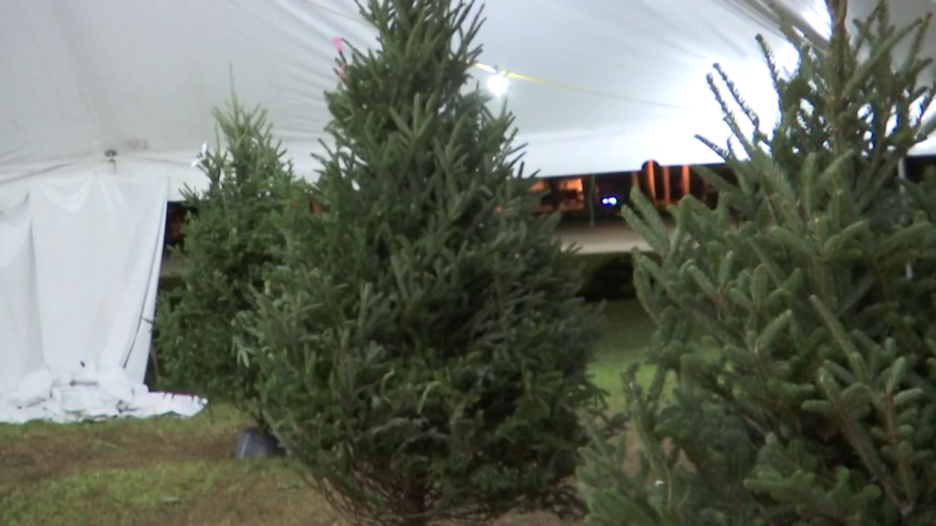 Collier County church sells Christmas trees to support the community