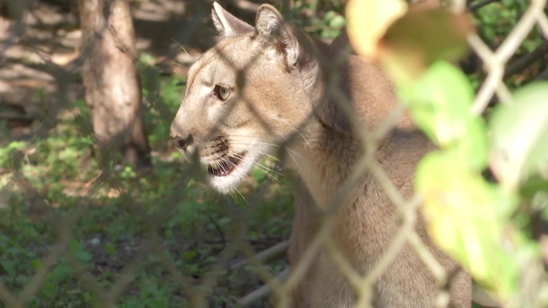 Pathway for the Florida Panther? Environmentalist explains why 'state animal'  may not survive development in Collier County