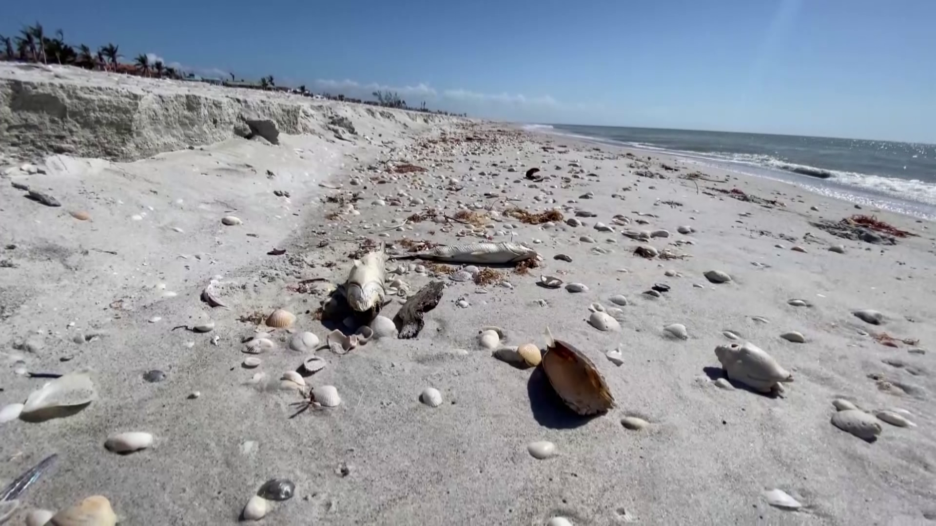 FGCU researchers following dead fish to track red tide on Sanibel