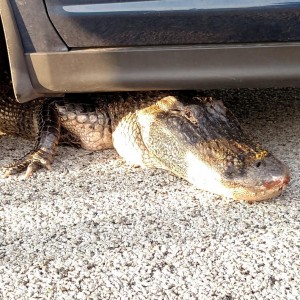 Gator Blocks Traffic On U.s. 41