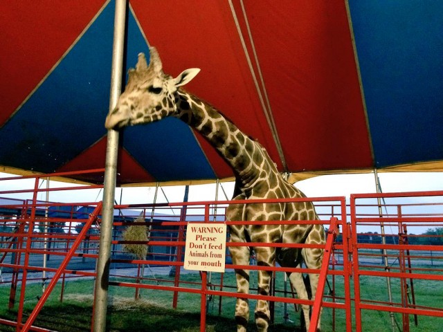 celebrate-the-shrine-circus