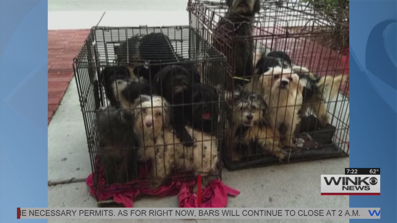 16 Dogs Abandoned In Crates Outside Miami Humane Society