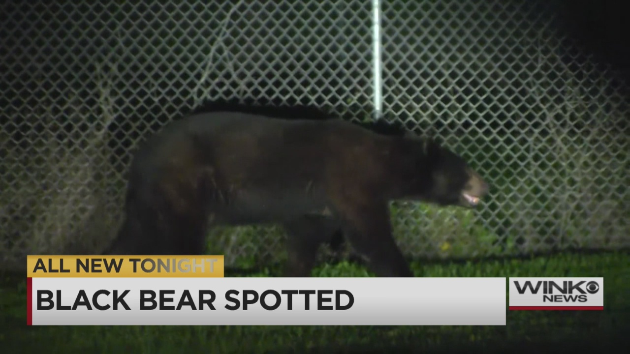 Caught On Camera Huge Bear Browses Two East Naples Neighborhoods 8997