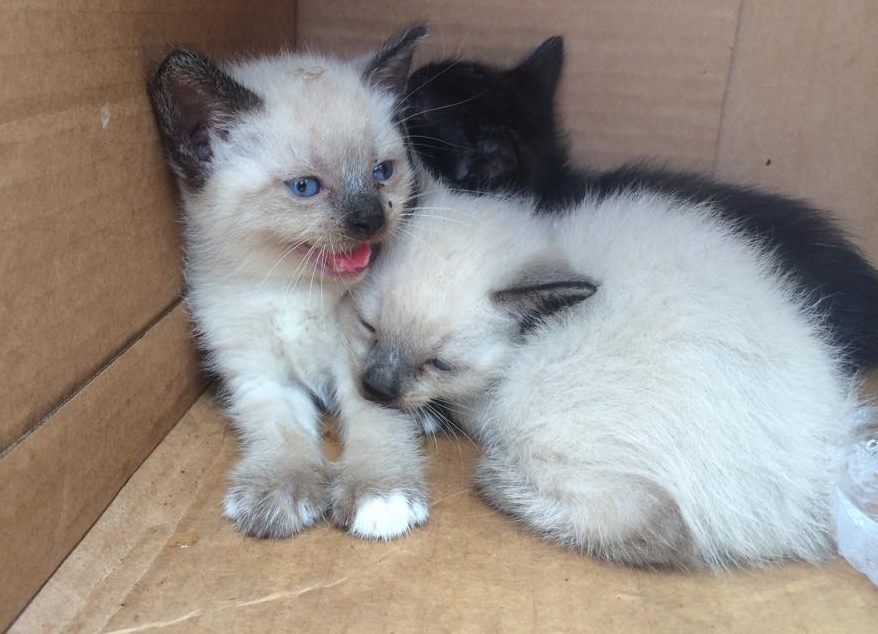 Lee County deputies find litter of abandoned kittens